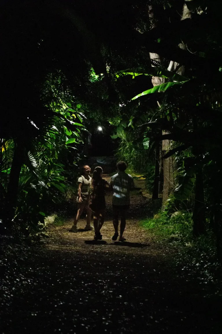 Sendero entre la selva durante el recorrido nocturno en Cenote San Ignacio